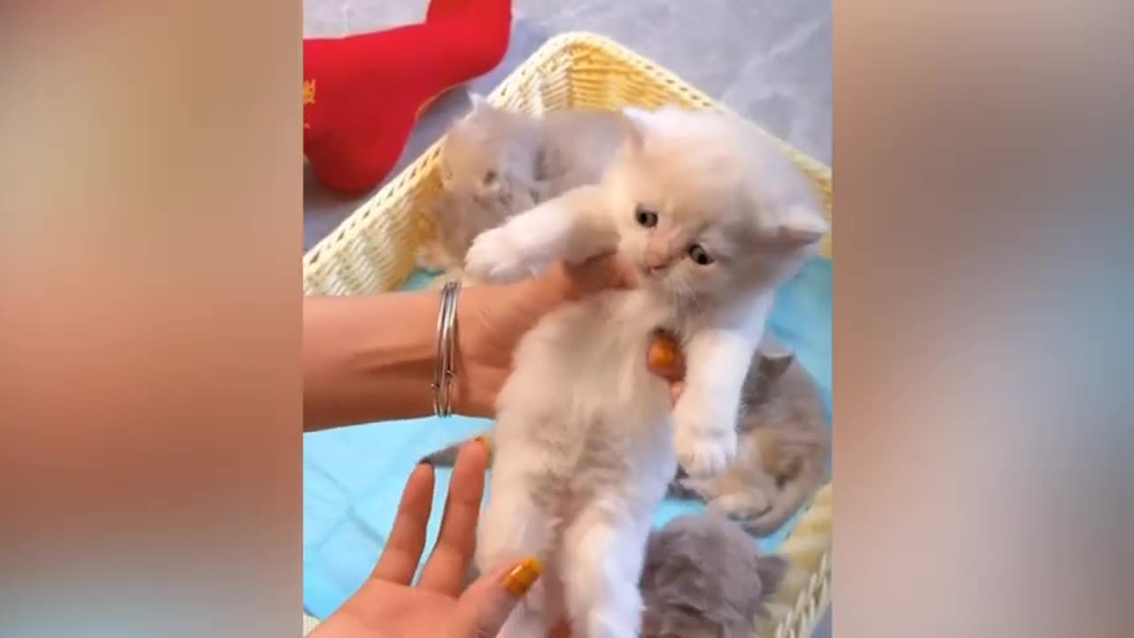 Cute animal kitten 😻💕 #cat #cute #kitten #pets #meow #videos #shorts 1