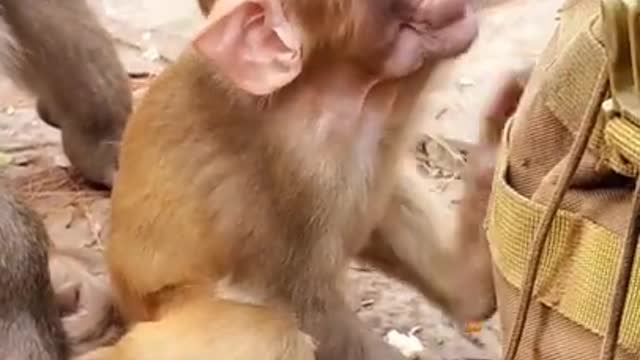 Cute Baby Monkey 2312 # 6