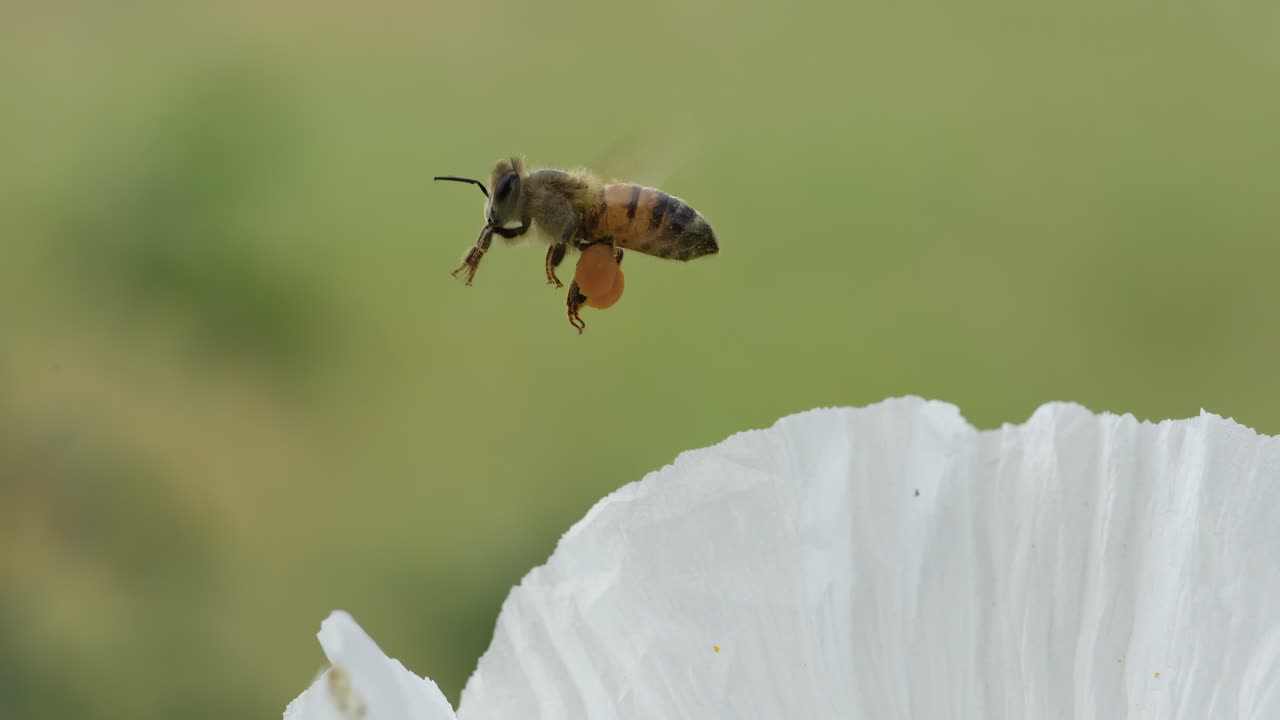 The Cutest Little Pollinator