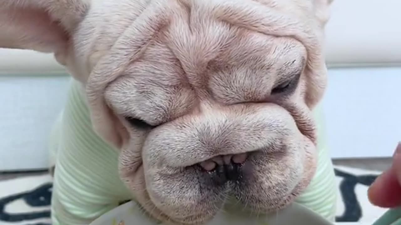 "Canine Culinary Delight: Watch This Adorable Pup Indulge in a Feast!"