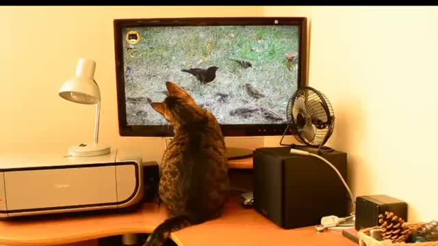 Watch cat reaction as it watched television