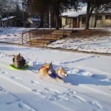 Dogs playing in the snow 2021