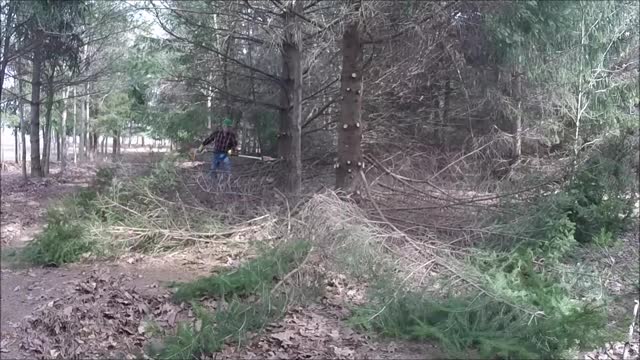 Pruning spruce and pine