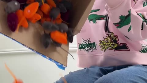 Cats_have_shorts