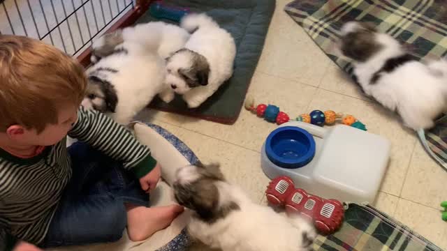 Coton de Tulear puppies