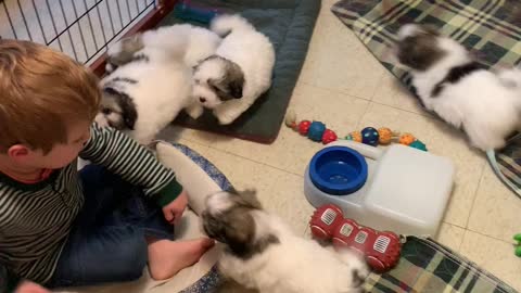 Coton de Tulear puppies