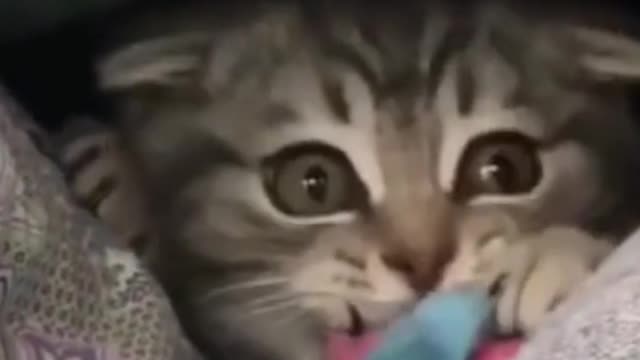 Adorable kitten playing ❤️ cute kitten get the toy and run