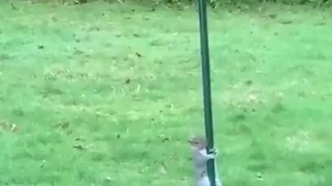 Squirrel vs oiled pole.