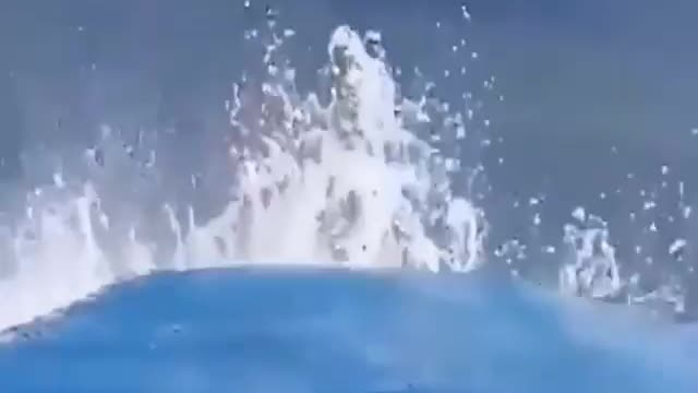 whale attacks boat