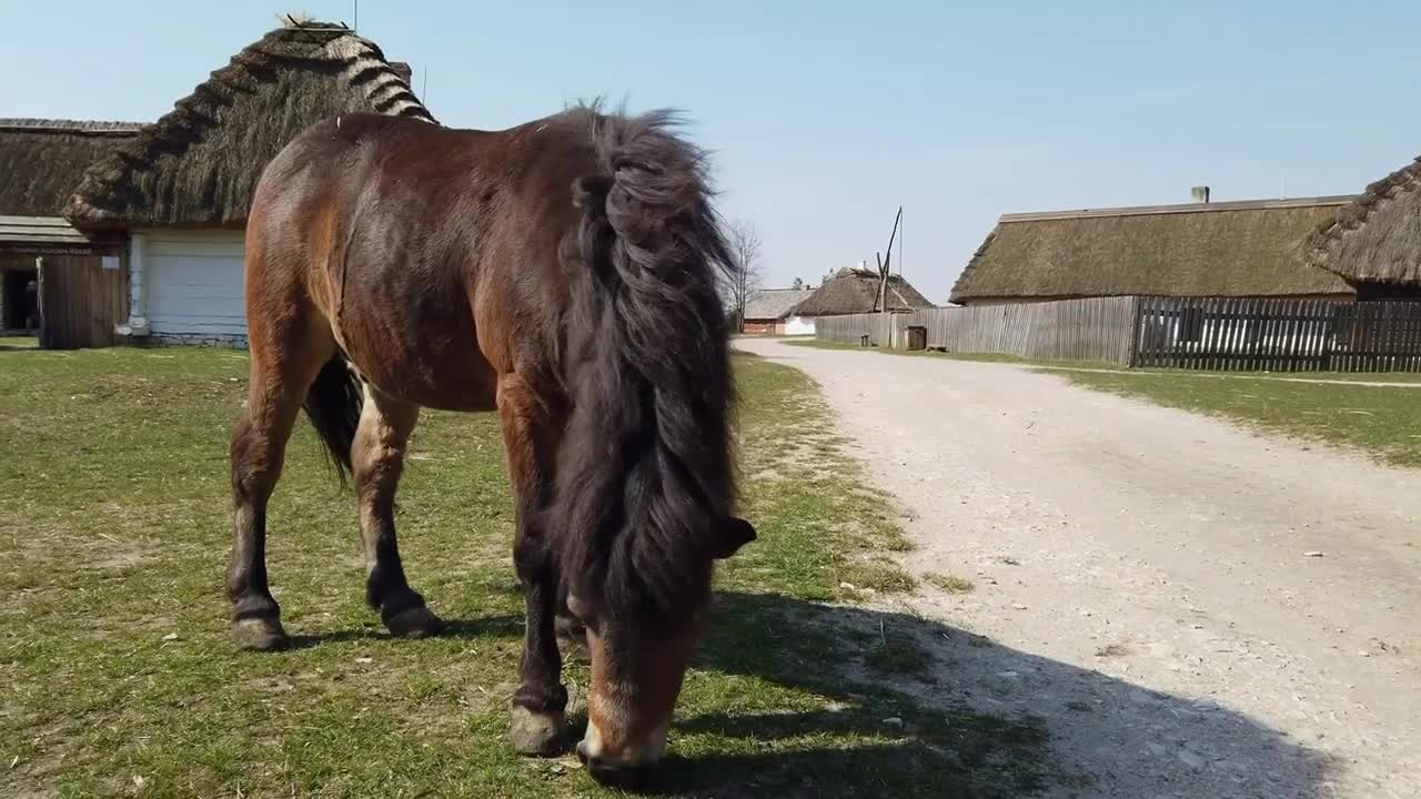 The horse eating grass in an old European Celtic village of the early 20th century