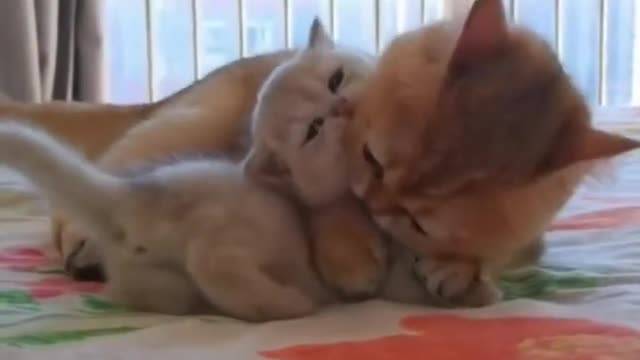 Mother Love CAT #shorts #animalworld