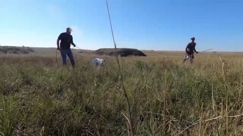 Free Dog training in field