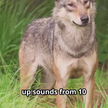Did You Know? Wolves Can Hear Sounds from 10 Kilometers Away! | Incredible Wolf Facts