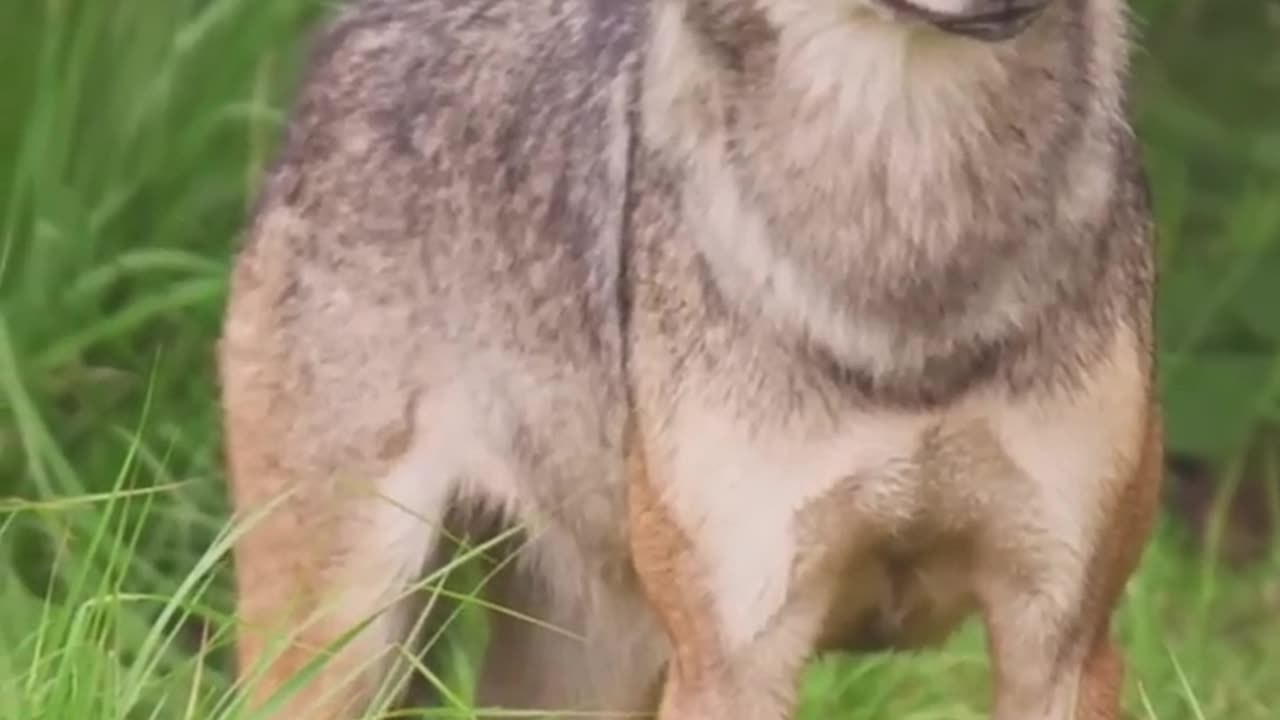 Did You Know? Wolves Can Hear Sounds from 10 Kilometers Away! | Incredible Wolf Facts