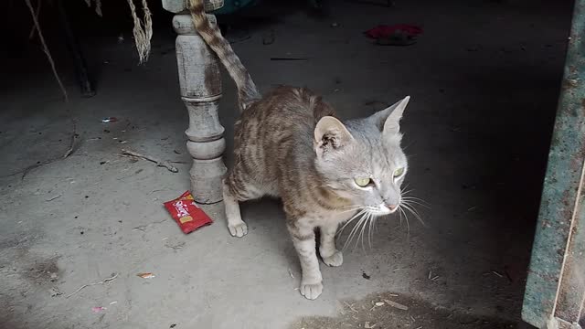 What a Lovely Educated Cat and Very Angry Cat