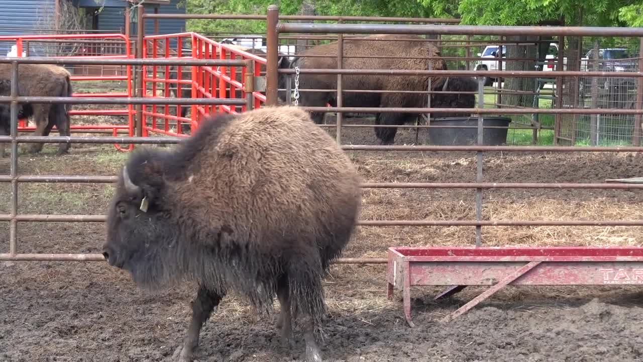 🔴✌😊🔵Working Bison and THIS Happened!🔴😅🔵