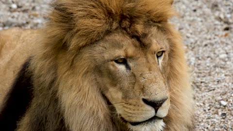 King Loin feel loneliness