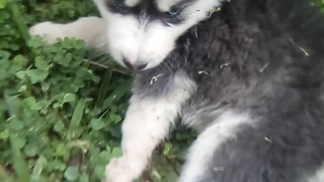 Mi perro lobo...husky siberiano