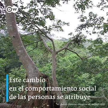 Video: ¿es posible la amistad entre humanos y chimpancés?