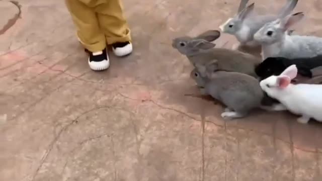 little cute girl scared of rabbits