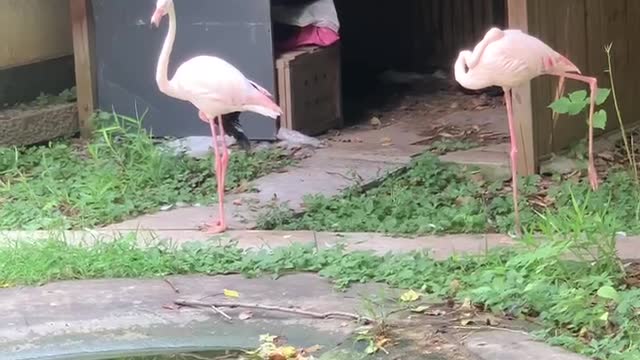 Flamingo