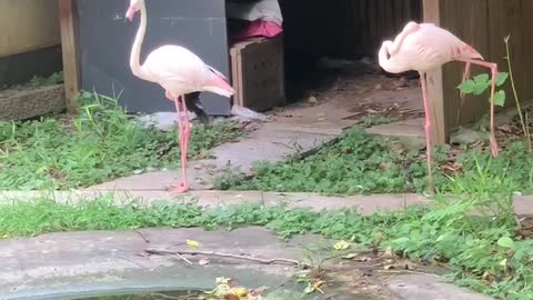 Flamingo