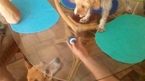 Female Dogs Can Hit the Glass Ceiling Too & it P***es Them Off!