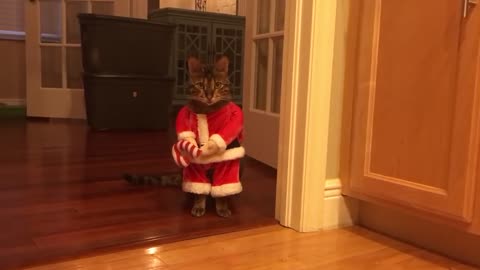 FUNNY! SANTA CAT VIDEO