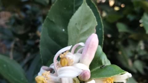 Lime flowers