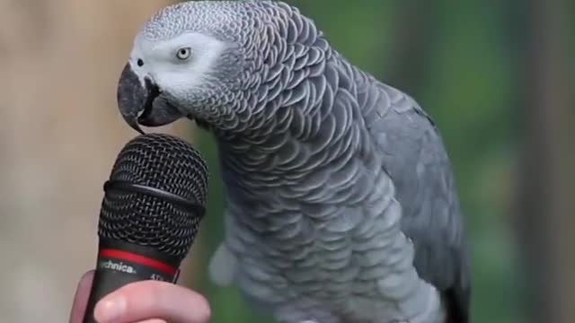 Interesting Talking Parot