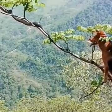 best video action animal | amazing video animal | 2022 #shorts