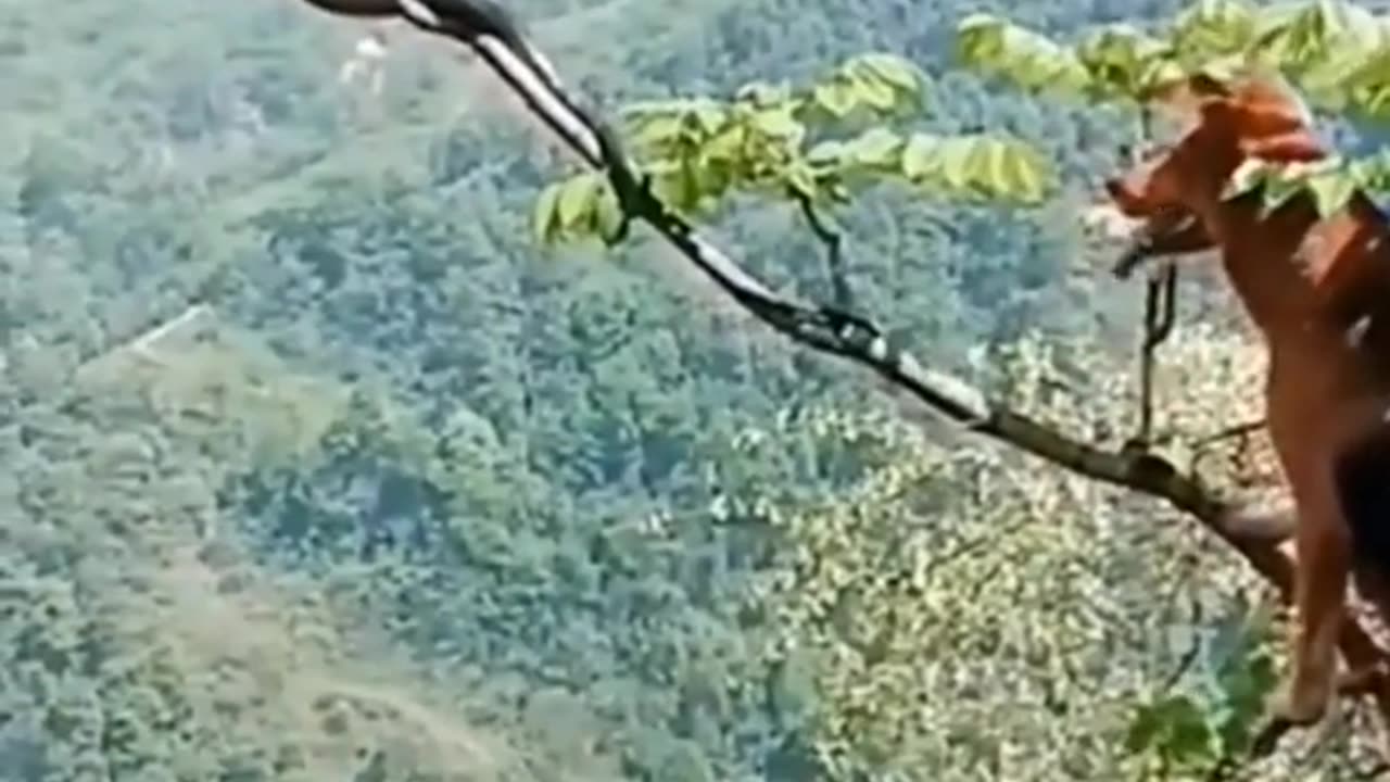 best video action animal | amazing video animal | 2022 #shorts