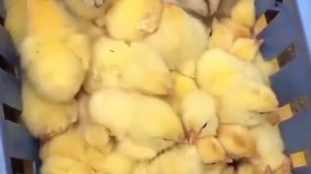 CAT COVERED BY CHICKEN BABY'S