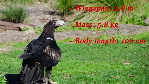 Top 10 Biggest And Largest Eagles Of the World 2021