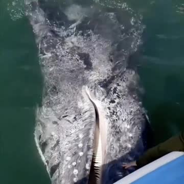 Man cuddling whale in the ocean