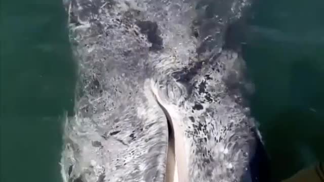 Man cuddling whale in the ocean