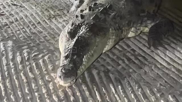 Helpless crocodile entangled