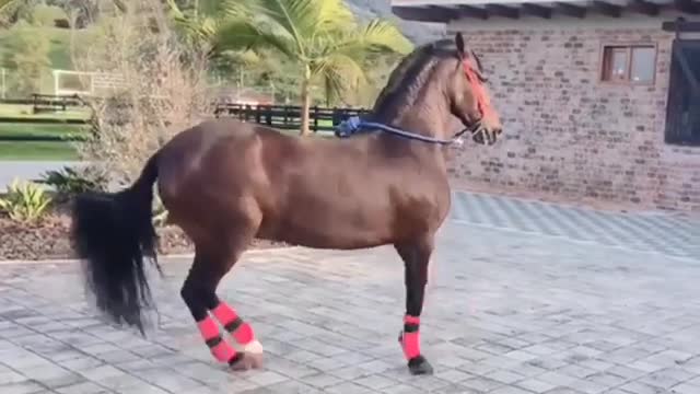 EL MEJOR ESTILO DE BAILE DE MI CABALLO