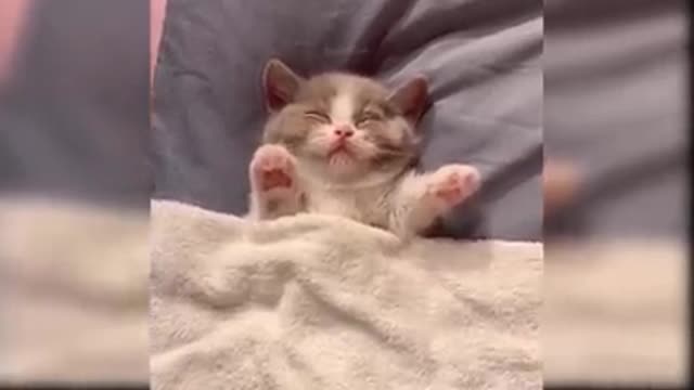 Cute cats ers and