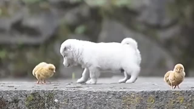 the love between animals is incredible, very cute.