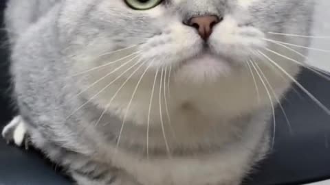 Suck cats for a day, miss cats for life
