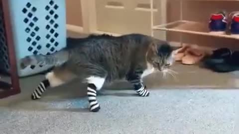 CAT. MASTER, YOU BROKE ME