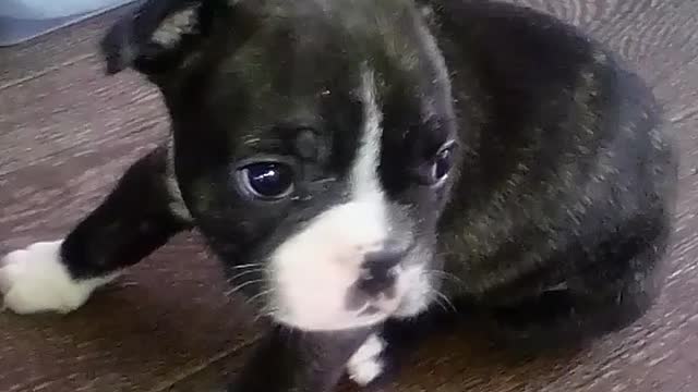 French bulldog Mike