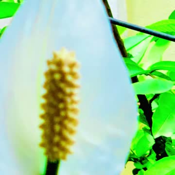 Flower in my terrace