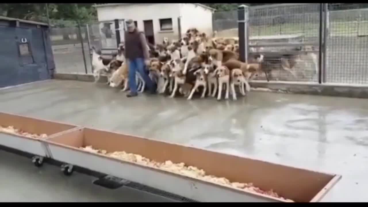 cute dog videos - you will fall in love