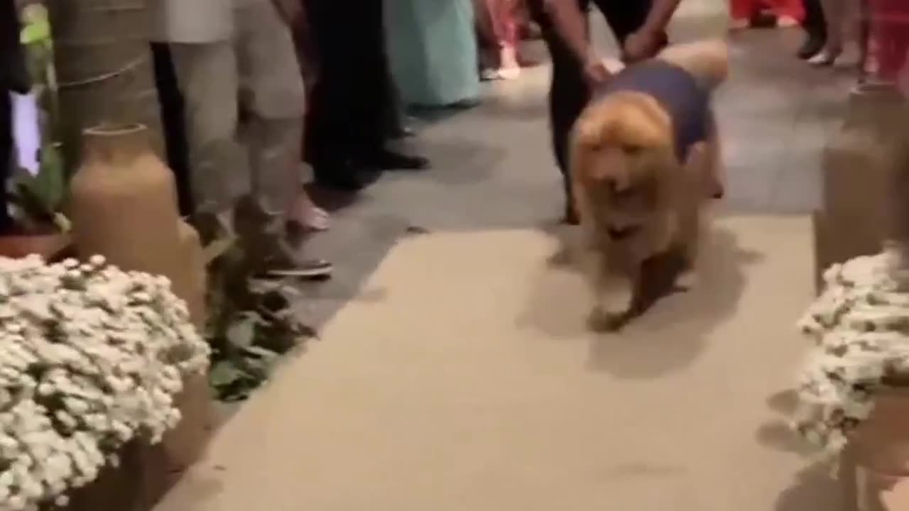 Golden Retriever Dogs are more social than we think. Because they never miss wedding.