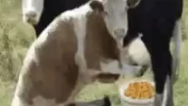 Ya ya ya yaiiiii cow funny seen 😂🐄 cow into milk nikalte hue 😂 ! Its very funny 🐄😁