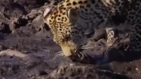 LEOPARD EATS CATFISH