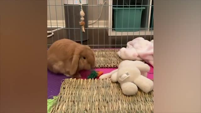 Fun with animals #4