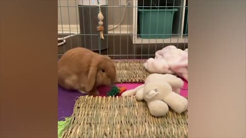 Fun with animals #4